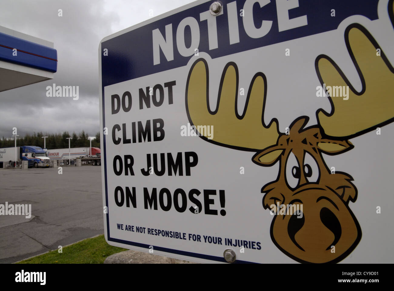 Moose accedi Deer Lake, Terranova Foto Stock