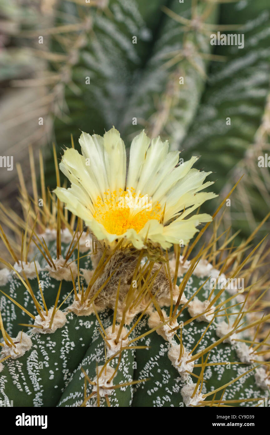 Il vescovo cappuccio del cactus (astrophytum ornatum) Foto Stock