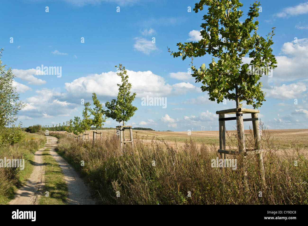 Vicolo di piccole querce, Brandeburgo, Germania Foto Stock