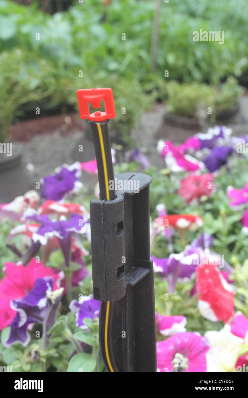 Sprinkler a microgetto per l'acqua di irrigazione, India Foto Stock