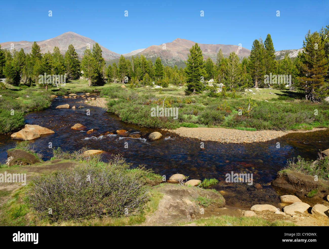 Tioga passano dal bacino di Mono a Yosemite, Route 120 - Tuolumne Fiume e prati. Vista verso il Monte Dana. Foto Stock