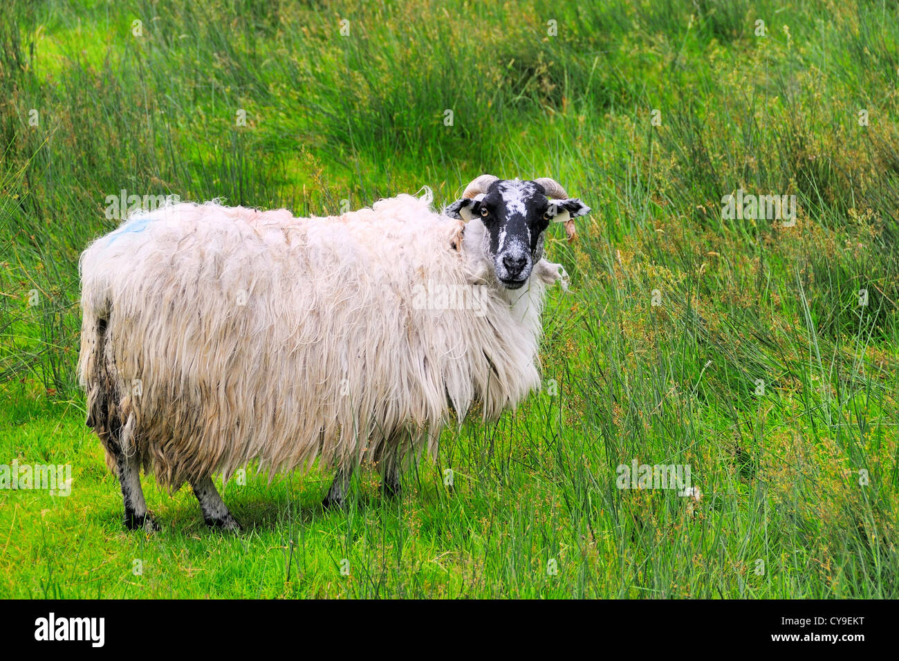 Pecore al pascolo su di una collina vicino Cloonee laghi, Cloonee, Contea di Kerry, Irlanda. Foto Stock