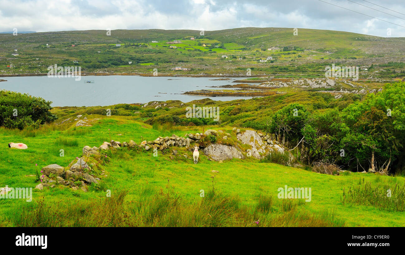 Irlanda verde della strada costiera vicino a Eyeries, Contea di Kerry, Irlanda. Foto Stock