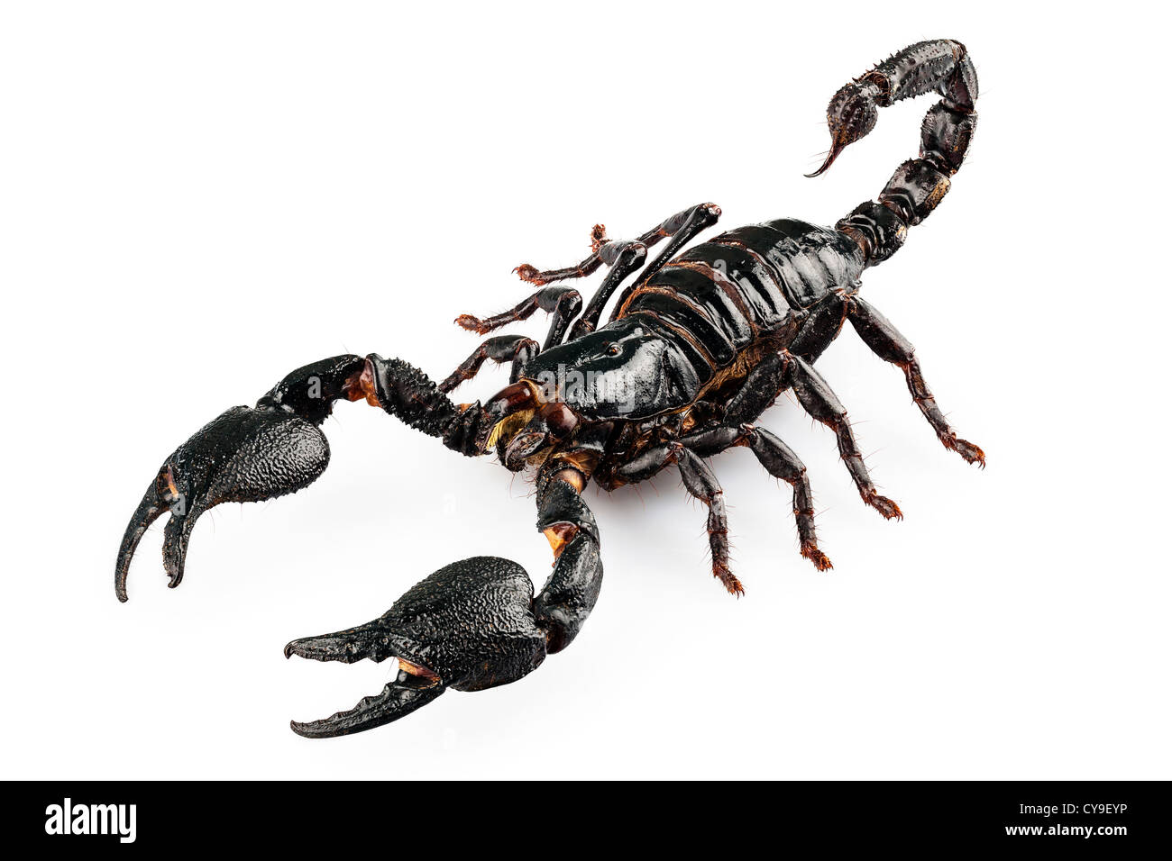 Scorpione nero specie Heterometrus cyaneus Foto Stock