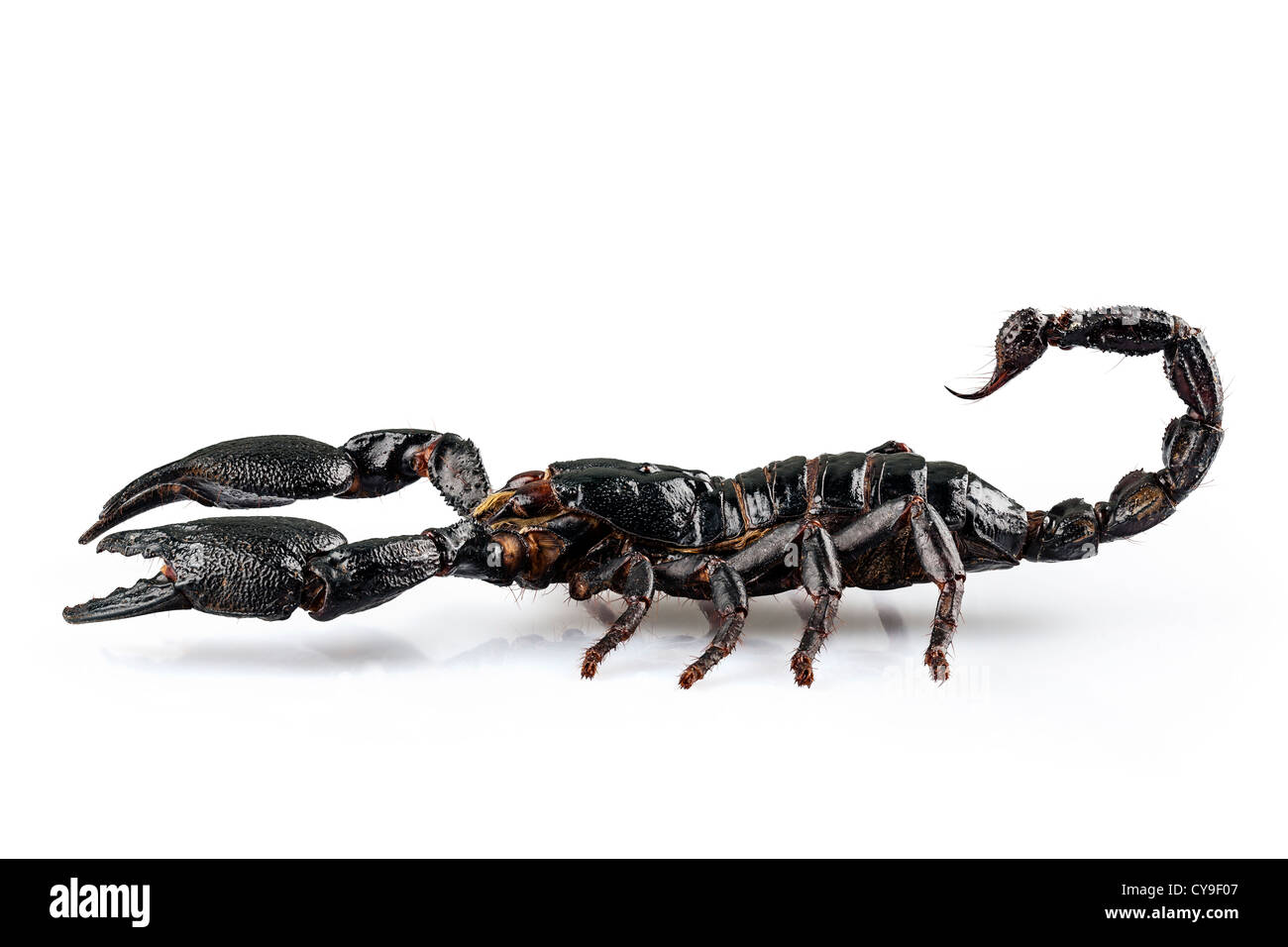 Scorpione nero specie Heterometrus cyaneus Foto Stock