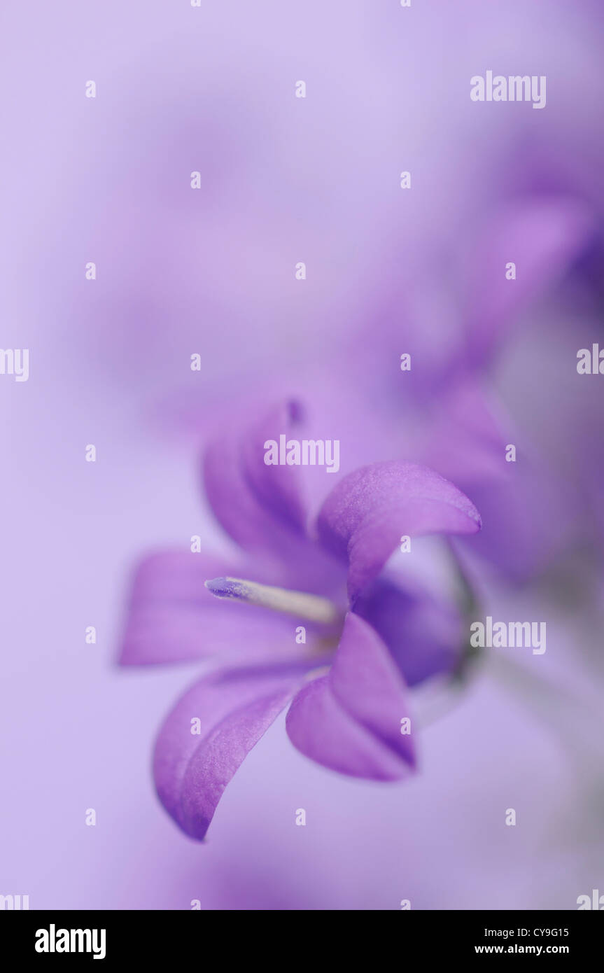 Campanula isophylla, Italiano campanula o finale campanula. Close-up di piccoli viola malva fiori. Foto Stock