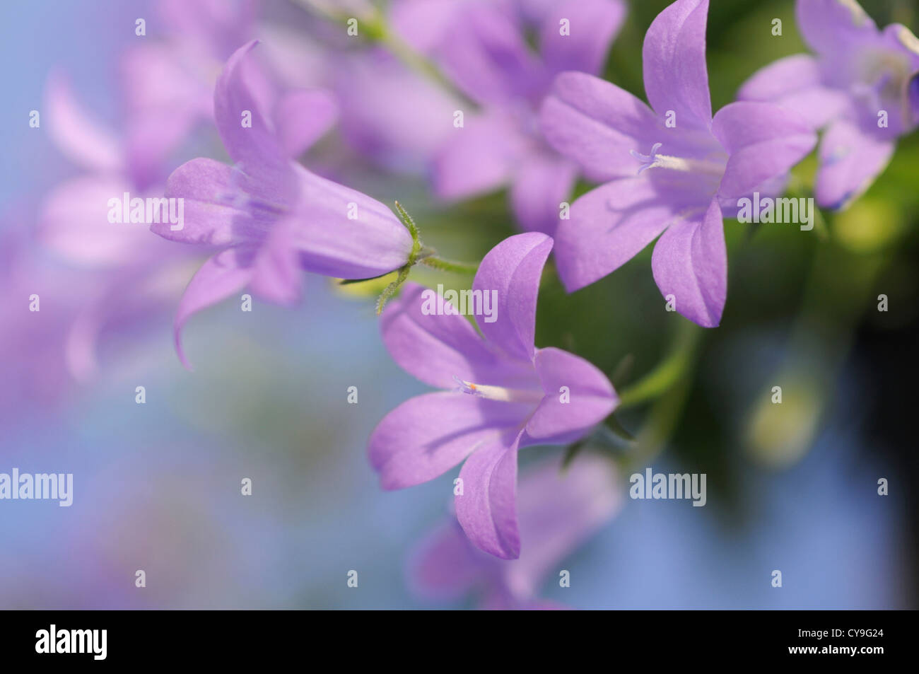 Campanula isophylla, Italiano campanula o finale campanula. Close-up di piccoli viola malva fiori. Foto Stock