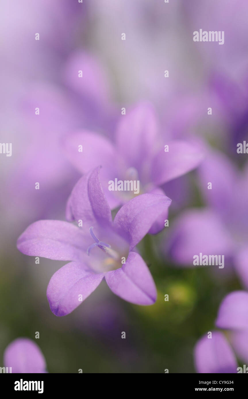 Campanula isophylla, Italiano campanula o finale campanula. Close-up di piccoli viola malva fiori. Foto Stock