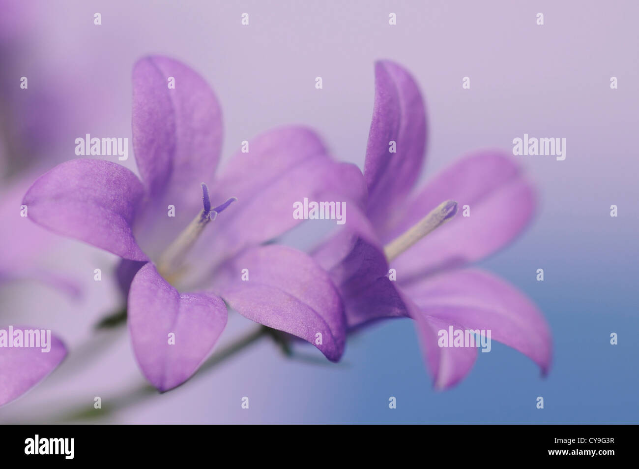 Campanula isophylla, Italiano campanula o finale campanula. Close-up di piccoli viola malva fiori. Foto Stock