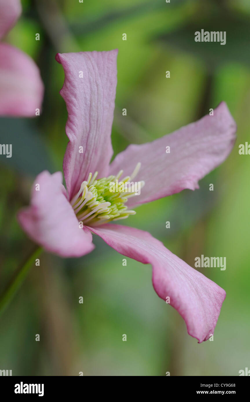 La clematide montana Rubens. Deep pink unico fiore di giallo stame sulla fioritura estiva pianta rampicante con sfondo verde Foto Stock