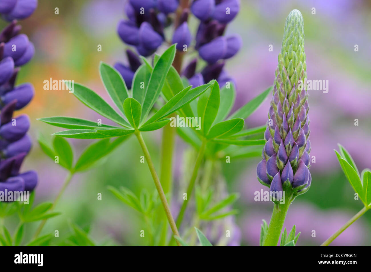 Lupinus cultivar, Lupin. Fiori viola sul montante tra gli steli della pianta foglie verdi del giardino cottage impianto. Foto Stock