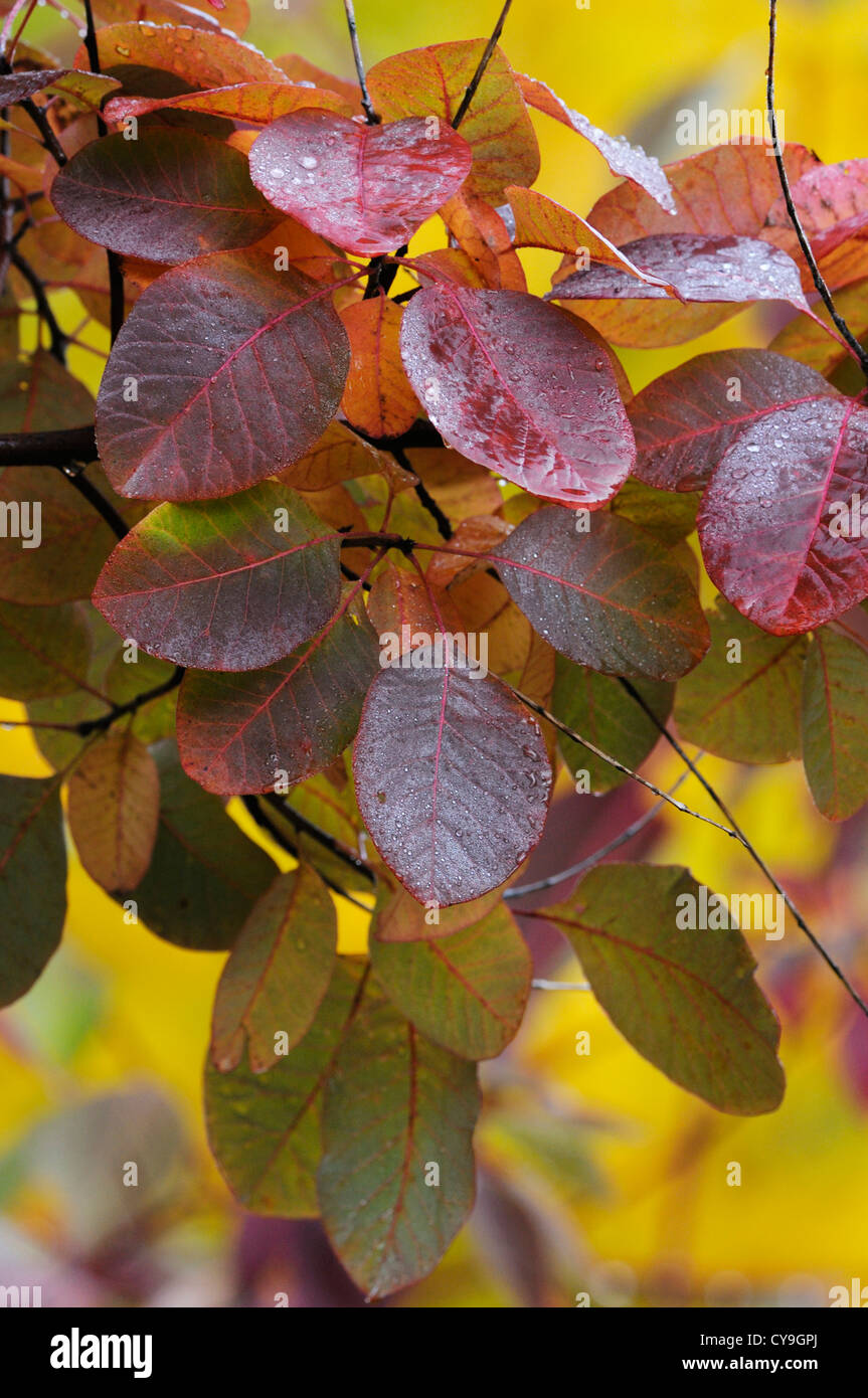 Cotinus coggygria 'Royal Purple', fumo bush. Close-up di foglie di colore viola sui rami dell'albero. Foto Stock