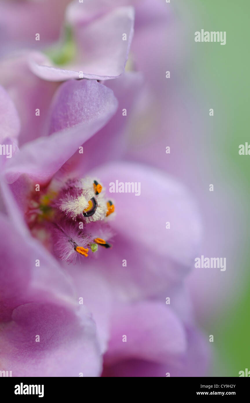 Molène " zucchero prugna', Mullein. Close-up di fiori viola e stame di questo cottage tradizionale pianta di giardino. Foto Stock