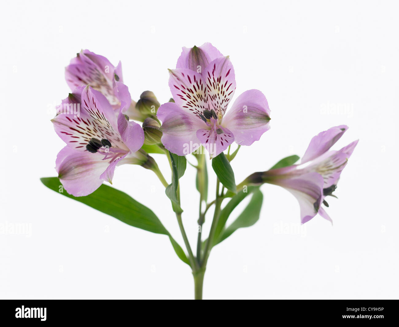 Alstroemeria cultivar, giglio peruviano. Fiori viola su di un unico stelo contro uno sfondo bianco. Foto Stock