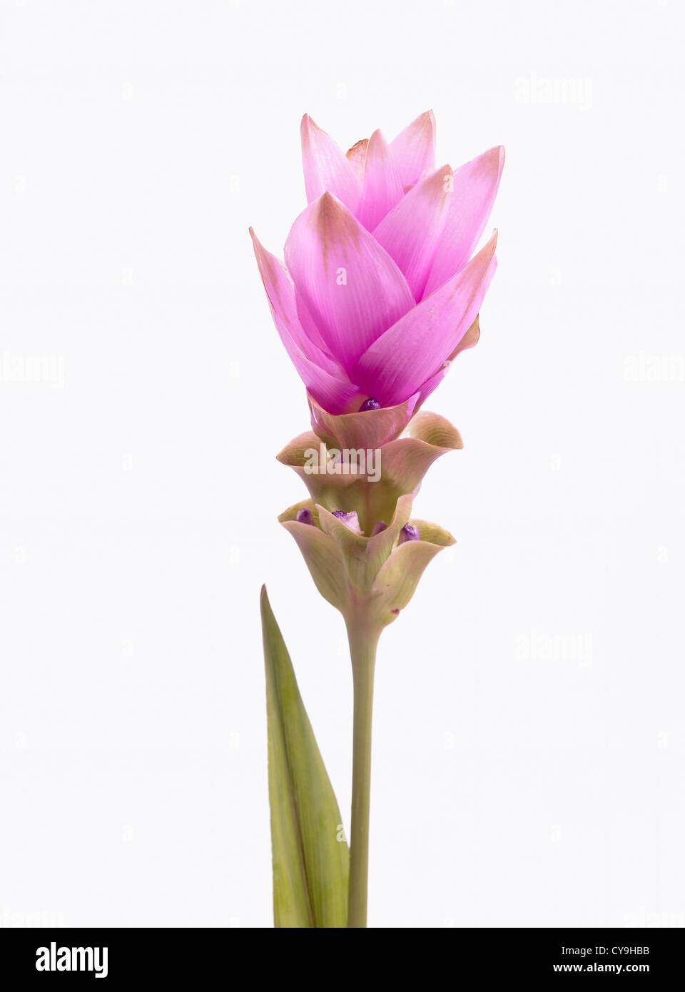 Curcuma alismatifolia 'rosa', Siam tulip. Insolito fiore rosa su uno stelo contro uno sfondo bianco. Foto Stock
