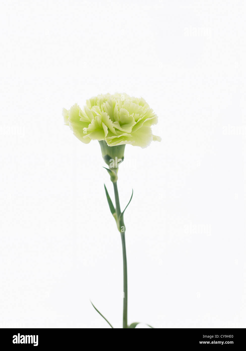 Dianthus "Prado, Garofano. Verde pallido fiore sul singolo stelo contro uno  sfondo bianco Foto stock - Alamy