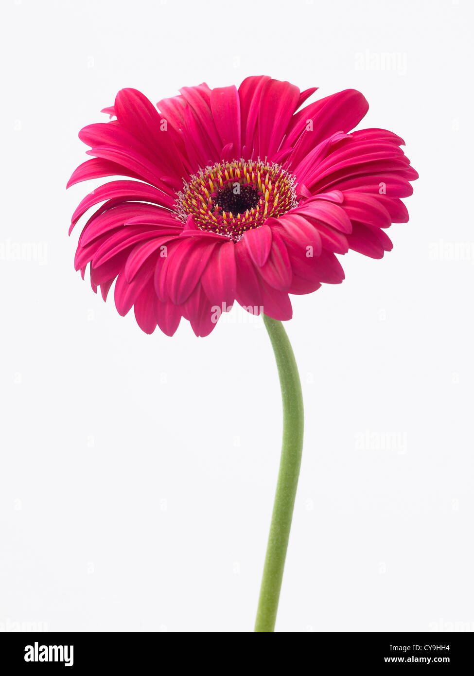 Gerbera 'Esplora risorse', singolo fiore rosa su uno stelo contro uno sfondo bianco Foto Stock