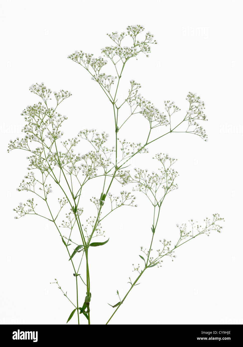 Steli di fioritura bimbo di respiro, Gypsophila paniculata 'Million stelle', contro uno sfondo bianco Foto Stock
