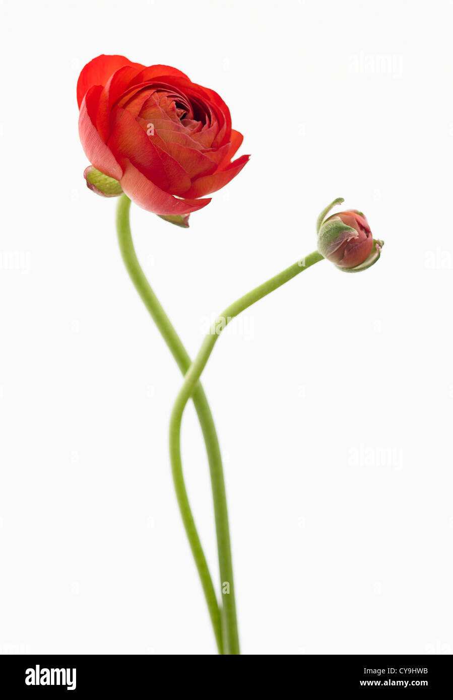 Ranunculus asiaticus 'l'eleganza Red', Persiano Rosso ranunculus contro uno sfondo bianco. Foto Stock
