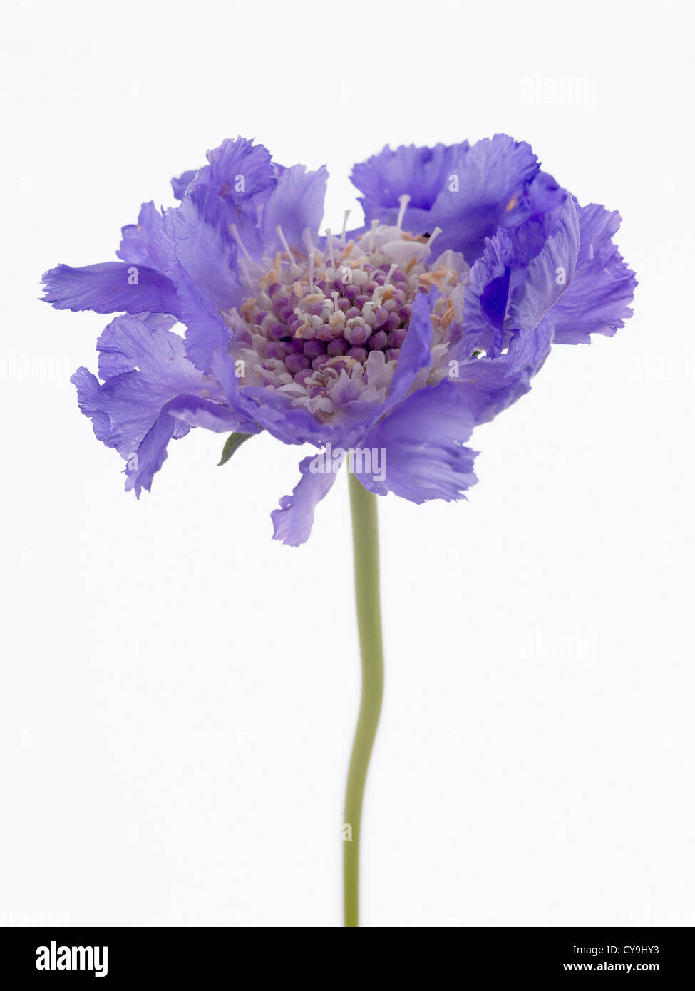 La Scabiosa caucasica 'Staefa', Singolo blu fiore Scabious contro uno sfondo bianco Foto Stock