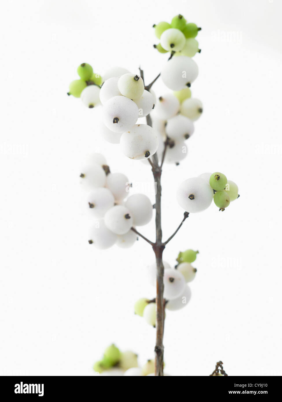 Symphoricarpos " Dolce fantasia", Snowberry. Bacche di colore bianco sul gambo della pianta contro uno sfondo bianco Foto Stock