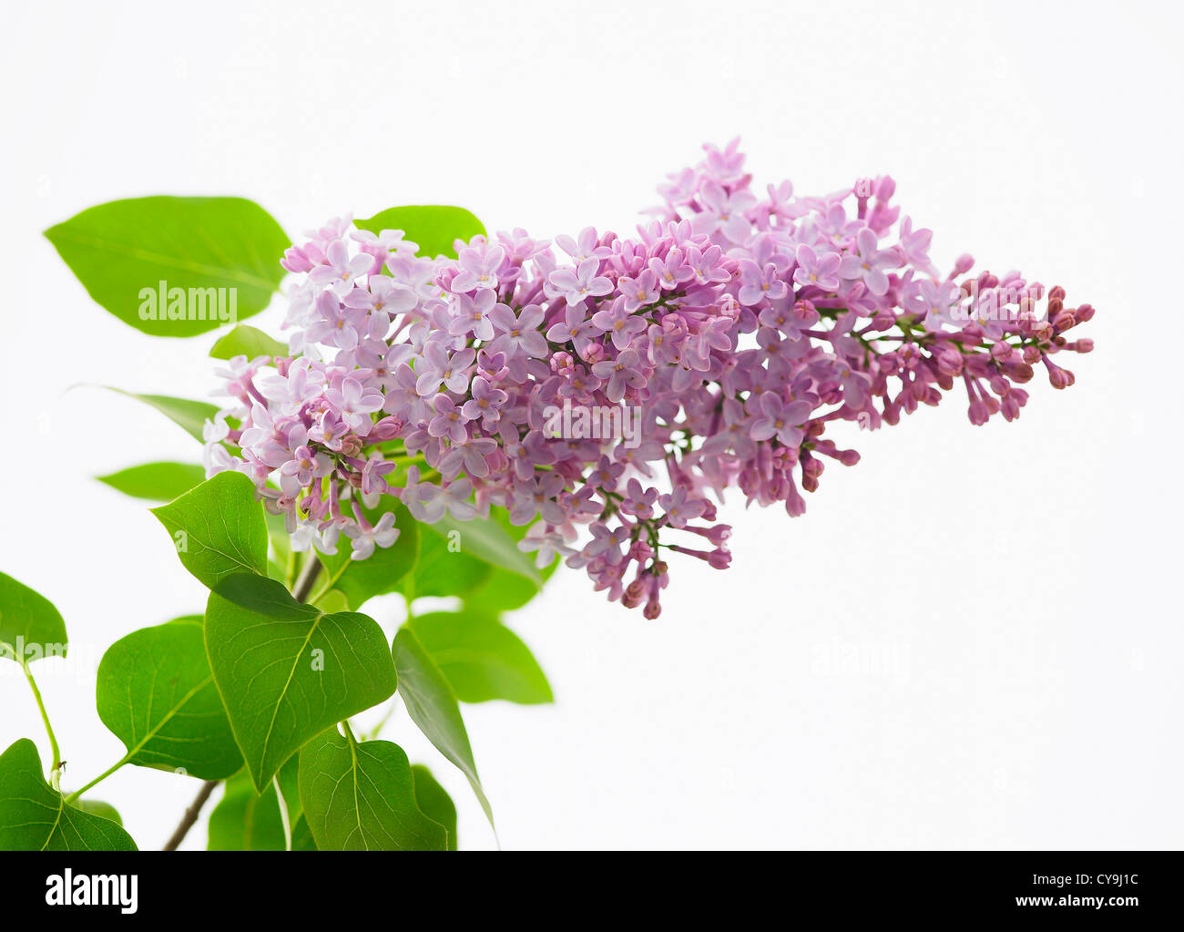 Syringa vulgaris "Katherine Havemeyerl', Viola fiori lilla sul verde stelo frondoso contro uno sfondo bianco. Foto Stock
