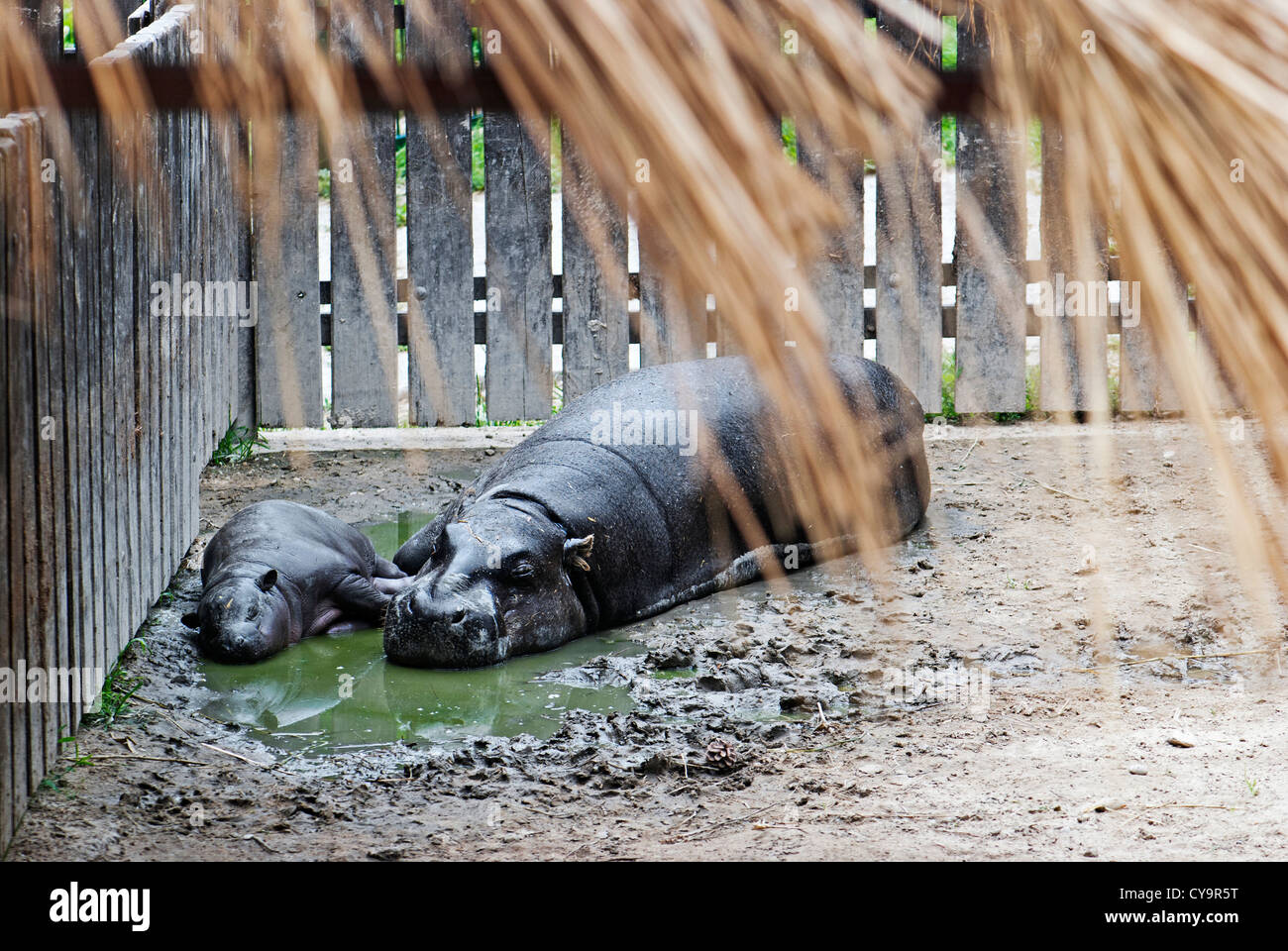 Ippopotamo pigmeo (Choeropsis liberiensis) e un bambino in un zoo Foto Stock