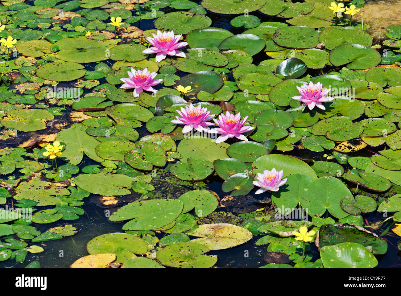 Water Lilies in fiore sulle sponde di un lago. Foto Stock
