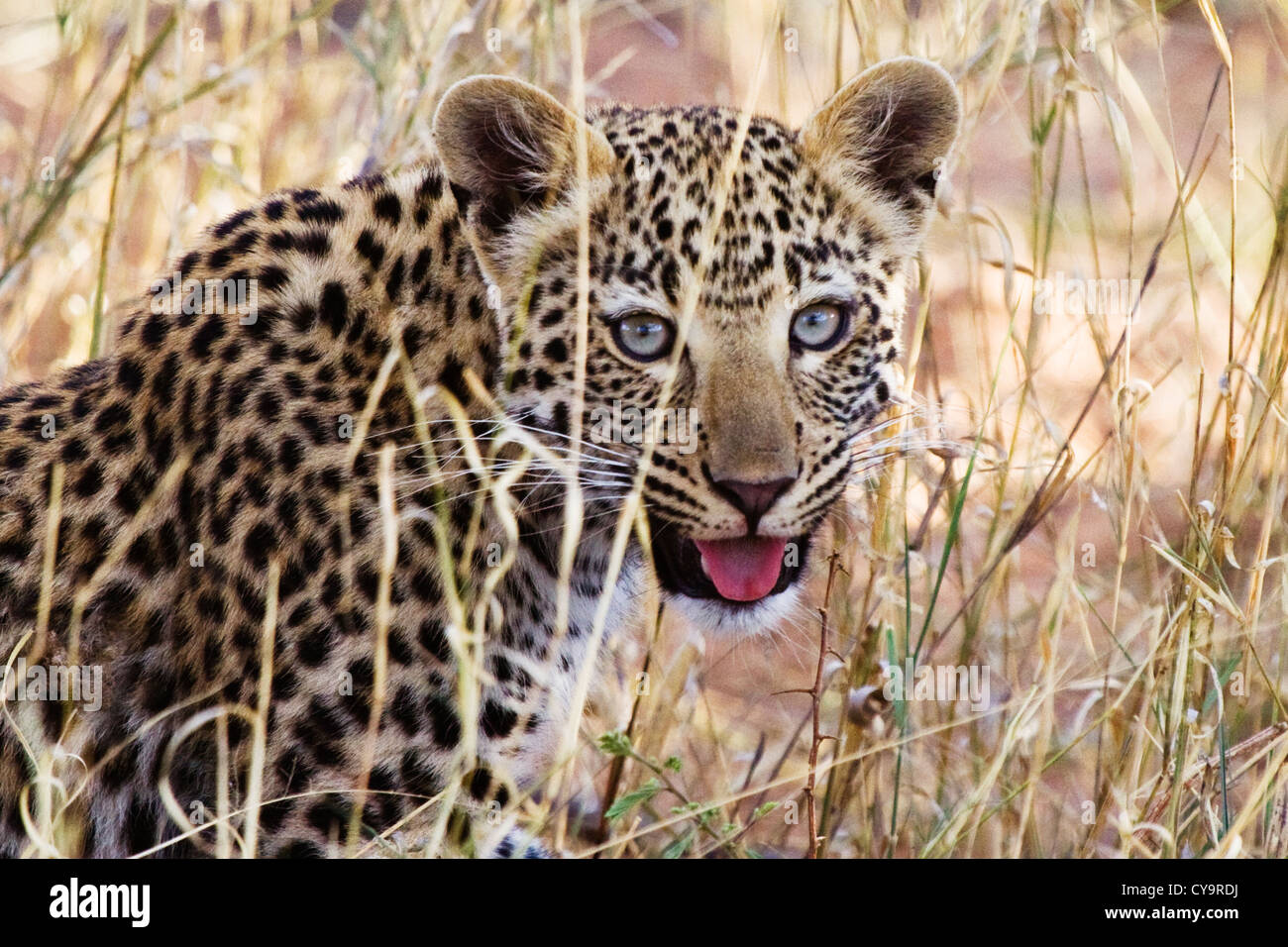 Leopard cub nell'l'Okonjima Game Reserve, a nord di Windhoek in Namibia Foto Stock