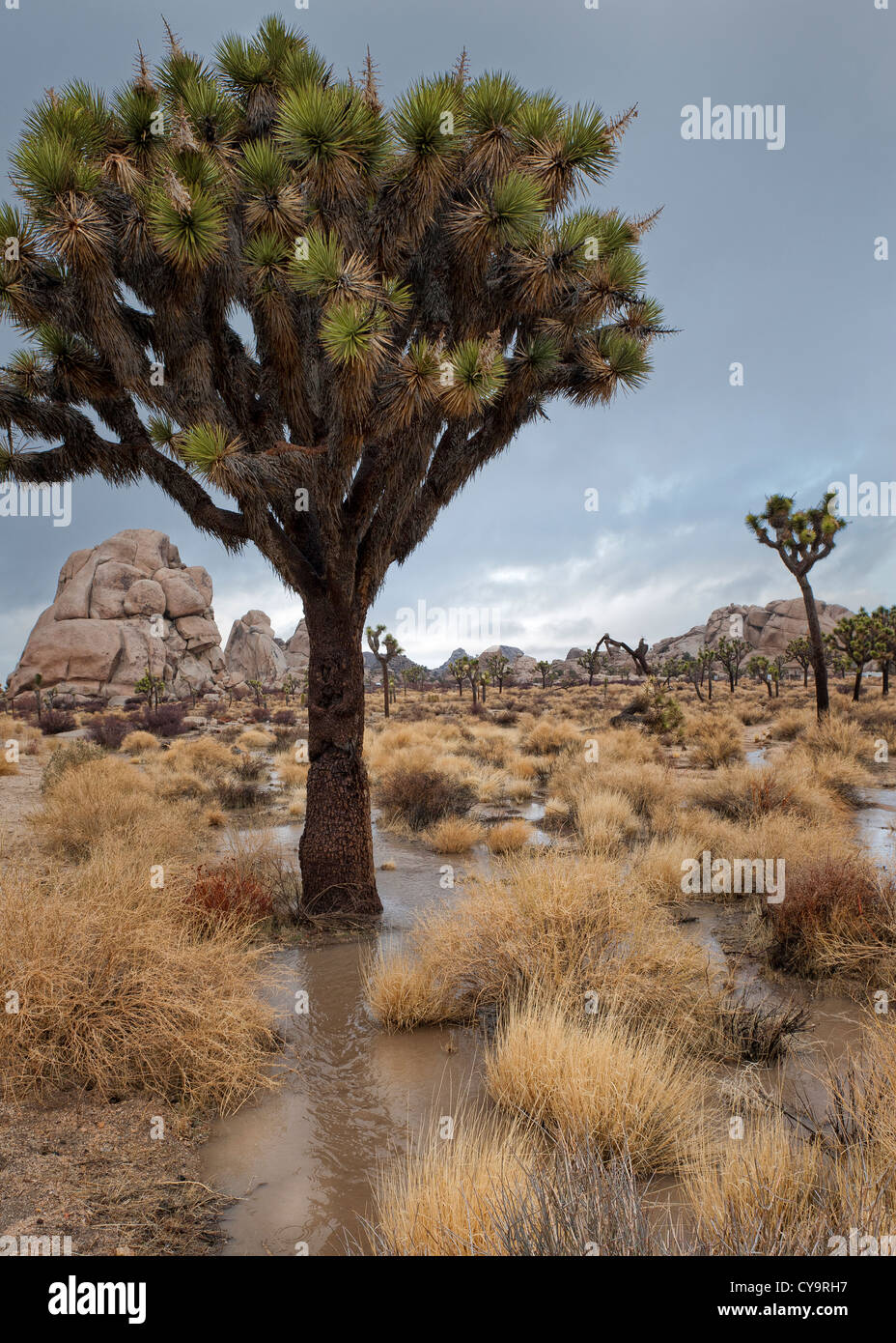 A Joshua Tree (Yucca brevifolia) nel deserto di Mojave sommersi dalla superficie dell'acqua piovana runoff dopo una pesante pioggia tempesta. Verticale. Foto Stock
