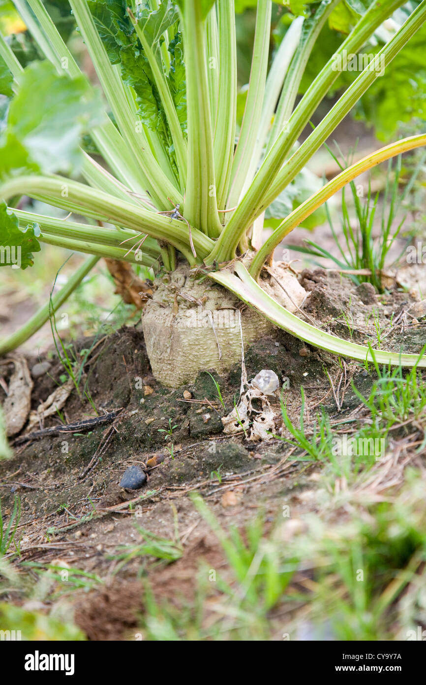 Beta vulgaris barbabietola da zucchero di crescita della pianta in campo Foto Stock