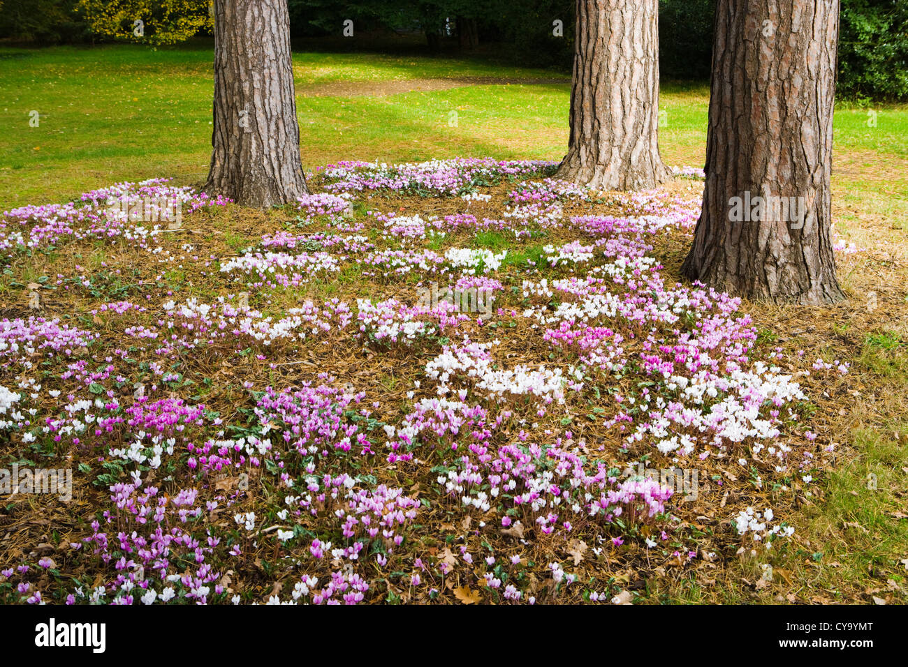Ciclamino (fioritura autunnale) sotto gli alberi di pino. Wisley Garden, Regno Unito. Foto Stock