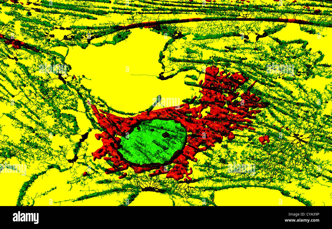Microfilamenti, mitocondri e nuclei in cellule di fibroblasti Foto Stock