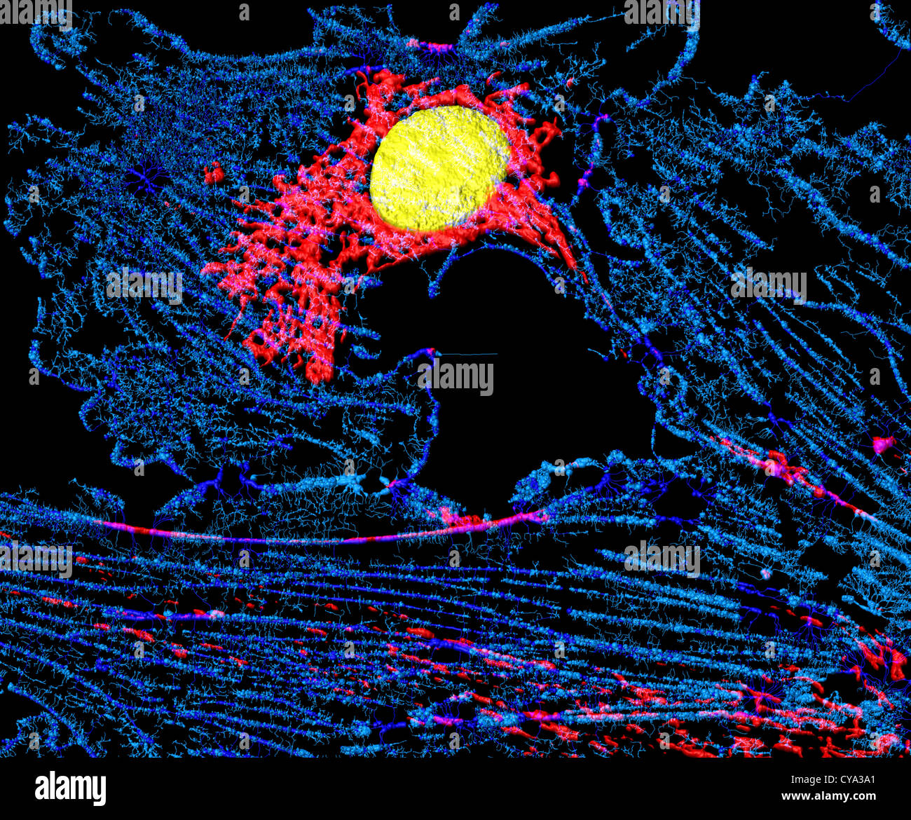 Microfilamenti, mitocondri e nuclei in cellule di fibroblasti Foto Stock