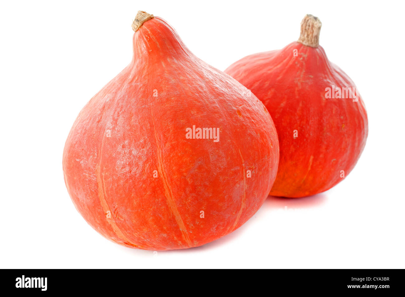 Red kuri, zucca zucca piccola davanti a uno sfondo bianco Foto Stock
