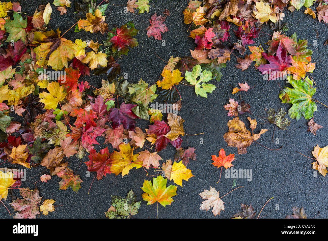 Wet Foglie di autunno giacente su di una strada asfaltata a Birmingham, Regno Unito Foto Stock