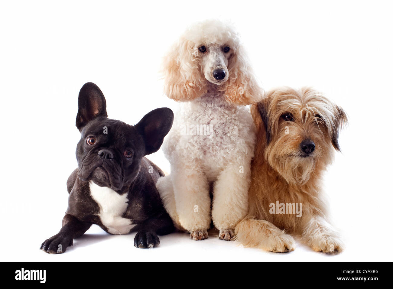 Ritratto di un sheepdog dei Pirenei, barboncino e bulldog francese di fronte a uno sfondo bianco Foto Stock