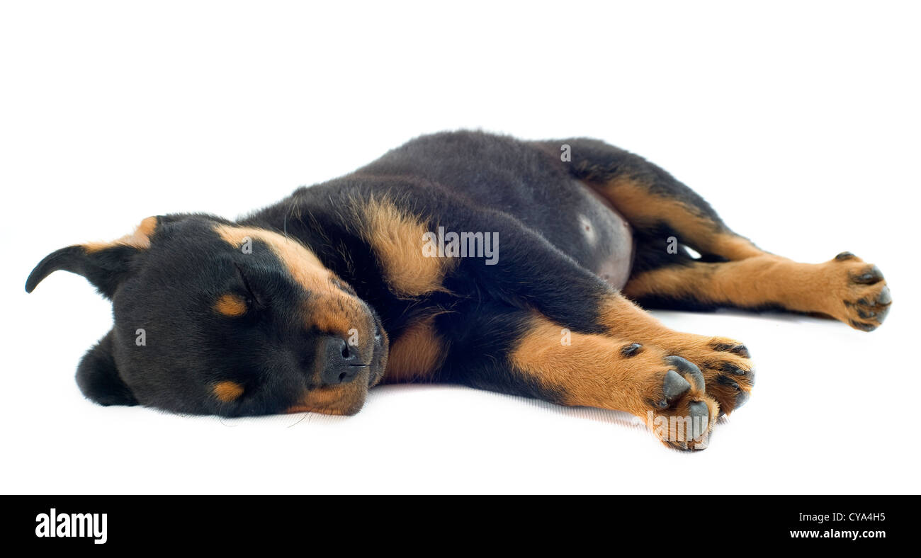 Ritratto di un sonno cucciolo rottweiler davanti a uno sfondo bianco Foto Stock