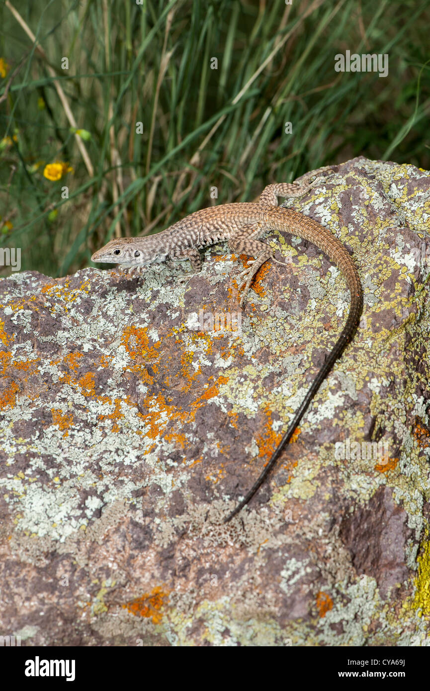 Western Whiptail Aspidoscelis tigri centrale, California, Stati Uniti 31 luglio femmina adulta Teiidae Foto Stock