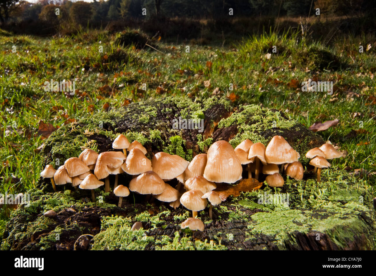 Rustgillns squamosa e licheni su un marciume tronco di albero Foto Stock