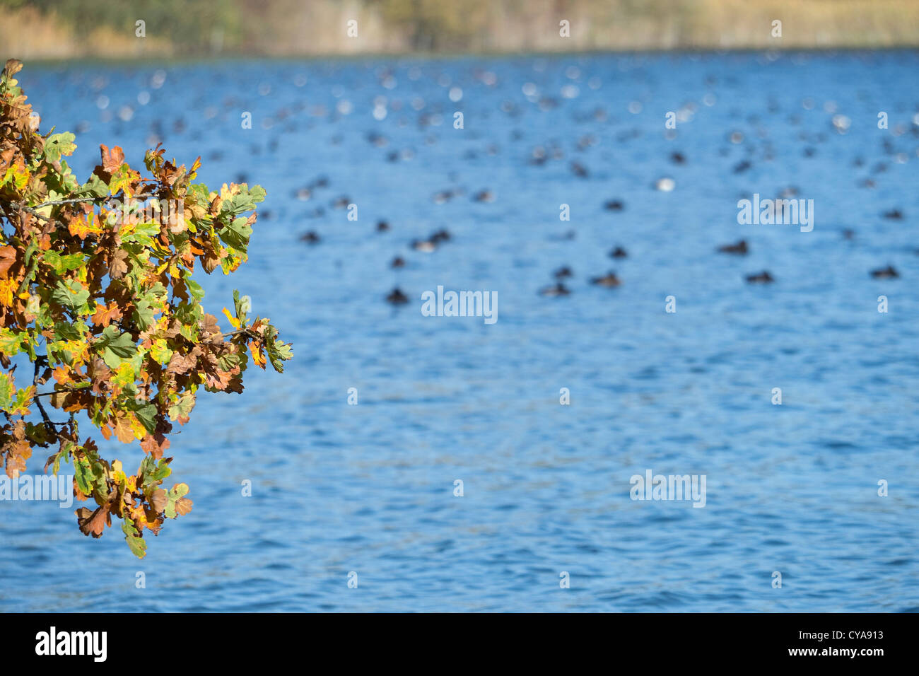 Il ramo con foglie di autunno di fronte lago e con molti uccelli acquatici Foto Stock