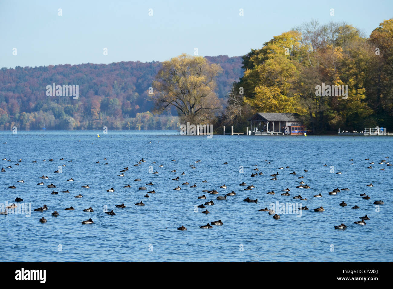 Il lago di Starnberg in autunno con molti Wasservoegel a Roseninsel Foto Stock