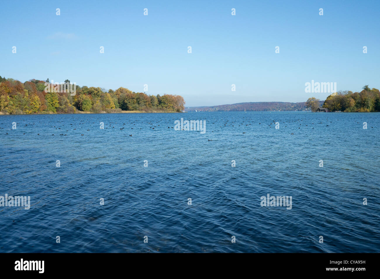 Il lago di Starnberg in autunno con molti uccelli acquatici Foto Stock