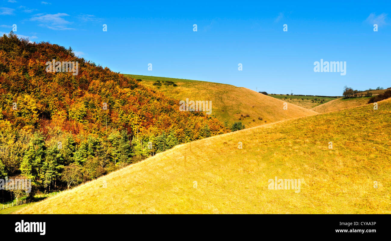 Una vista guardando a nord fino a Deepdale Yorkshire Wolds su un luminoso ottobre mattina Foto Stock