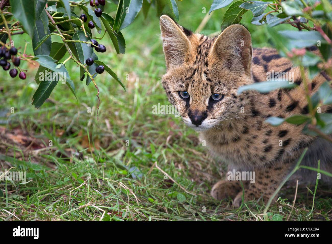 Serval cub 3 mesi di età Foto Stock