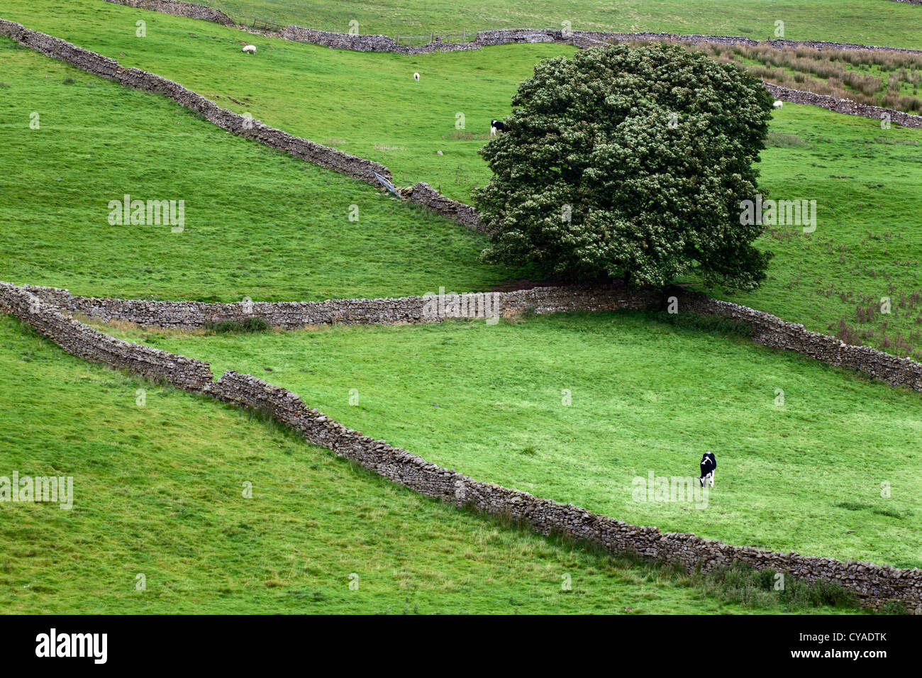 Mucca pascolo su terreni agricoli vicino Askrigg Wensleydale North Yorkshire, Inghilterra Foto Stock