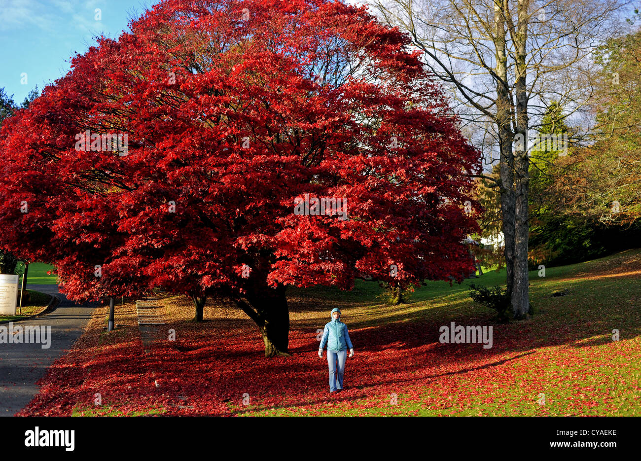 Donna gettando foglie sotto spettacolare Acer ad albero rosso con i colori autunnali Ambleside Lake District Cumbria Regno Unito Foto Stock