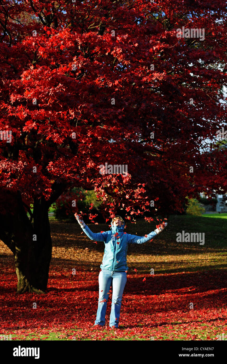 Donna gettando foglie sotto spettacolare Acer ad albero rosso con i colori autunnali Ambleside Lake District Cumbria Regno Unito Foto Stock