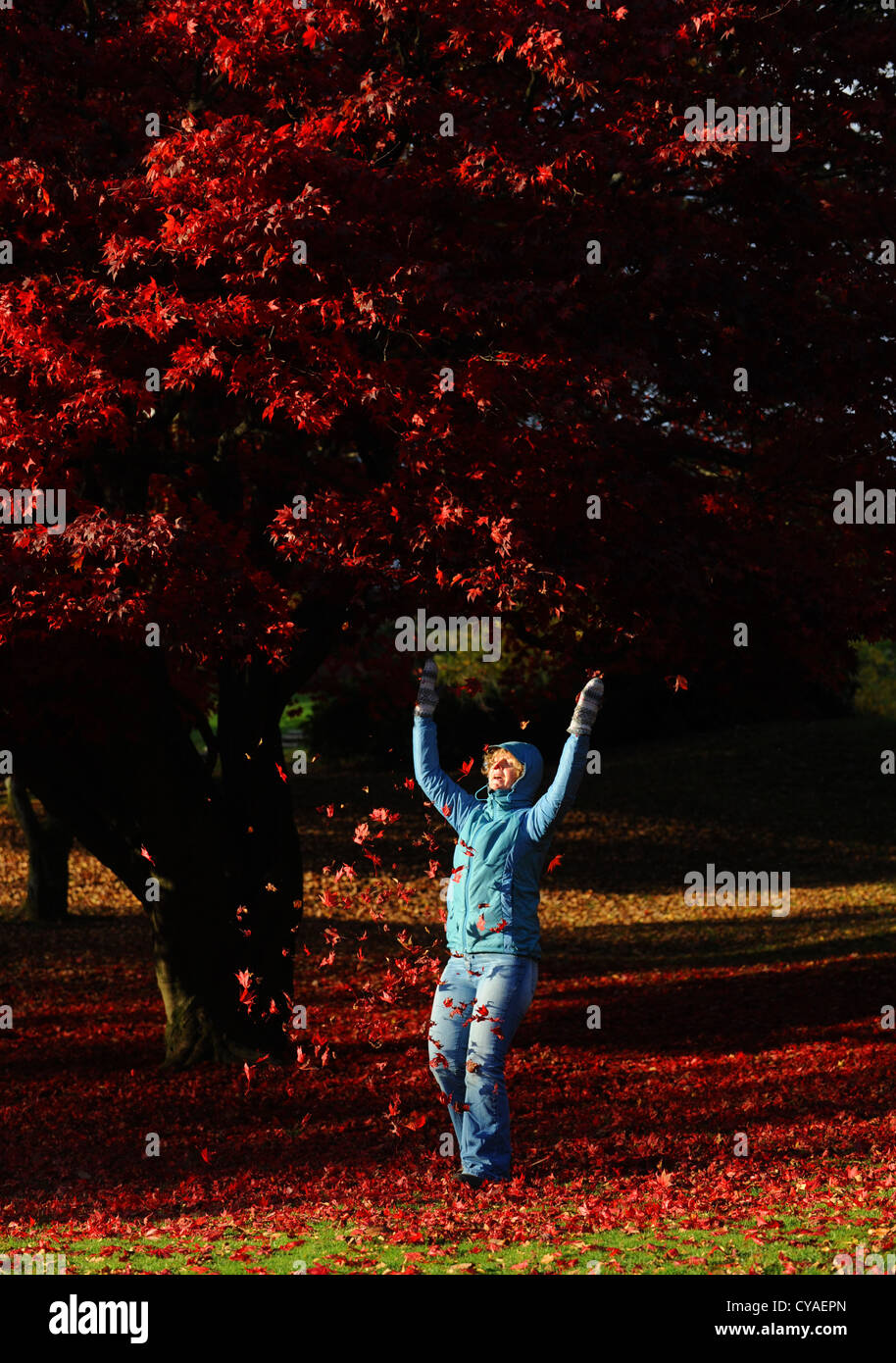 Donna gettando foglie sotto spettacolare Acer ad albero rosso con i colori autunnali Ambleside Lake District Cumbria Regno Unito Foto Stock