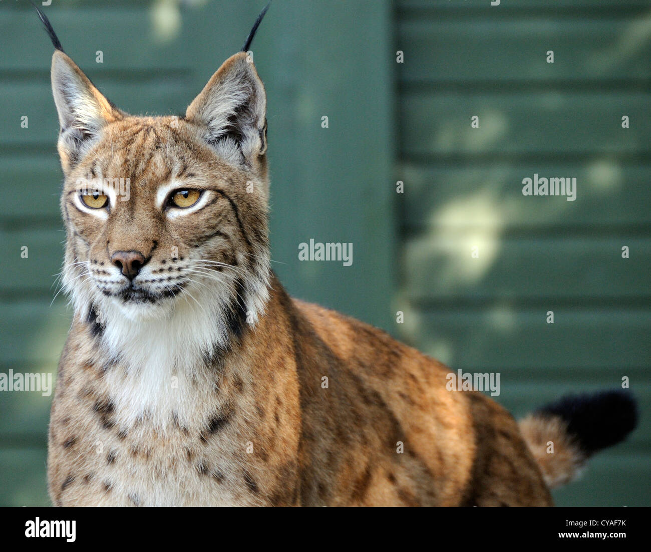 Lince europea (Felis lynx) in una gabbia. Animali in cattività. La fauna selvatica del patrimonio della Fondazione, Smarden Kent. Foto Stock